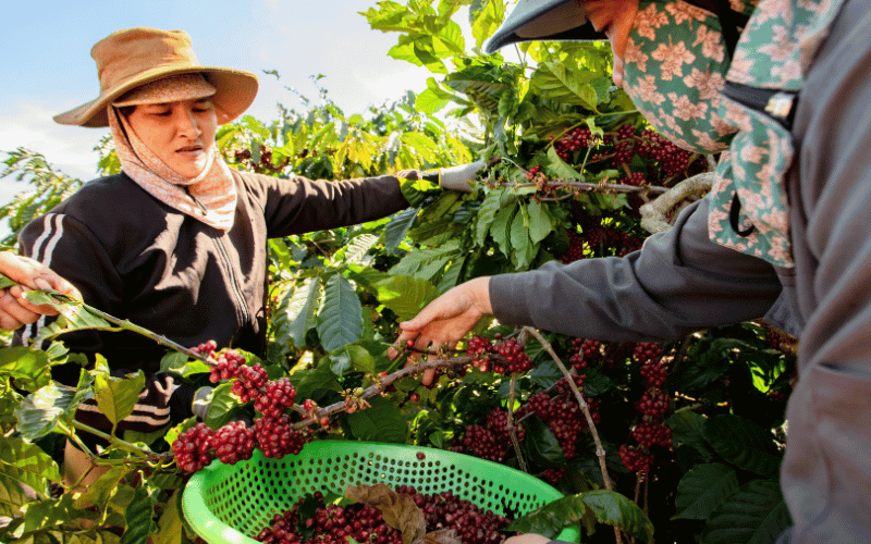 tu-farm-den-cup-hanh-trinh-tao-mot-ly-ca-phe-nguyen-chat-coffeecherry (4)